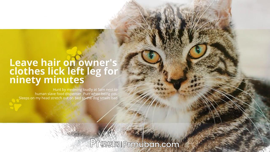 Premiere宠物视频模板 宠物店宠物医院宠物美容院宣传视频PR模板