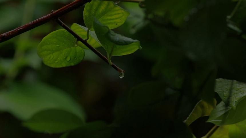雨滴从树枝上滴落，视频剪辑素材下载
